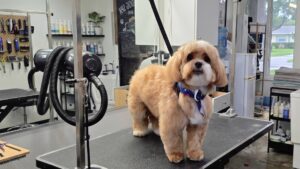 Raising the Bar for Dog Grooming in Cutler Bay, Miami