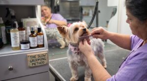 The Slow Grooming Method: Why a Calm Pace Creates Better Results at Bark Club Dog Spa